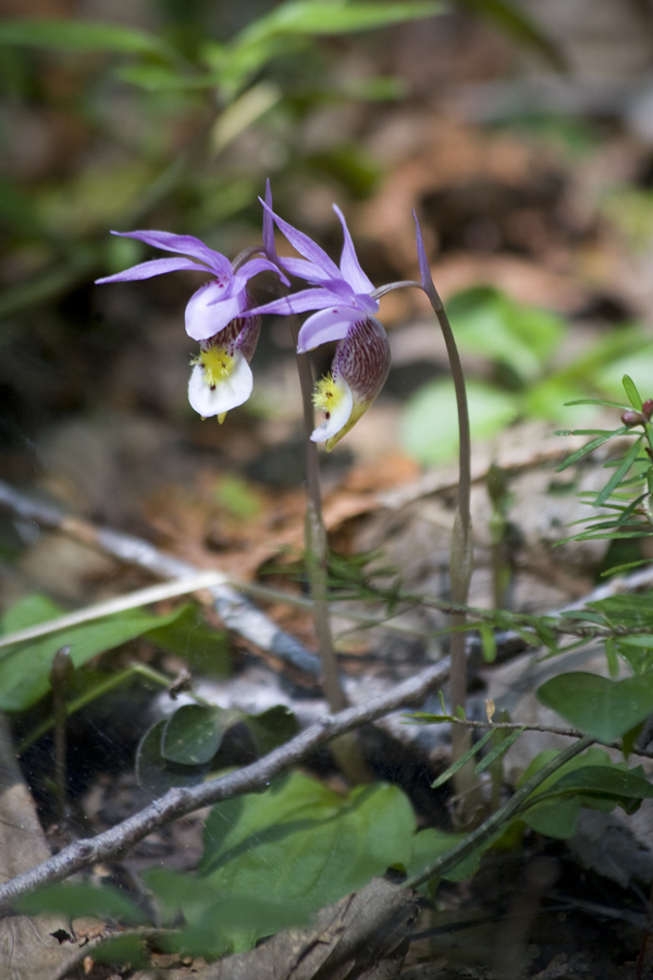 [ Calypso Orchid ]