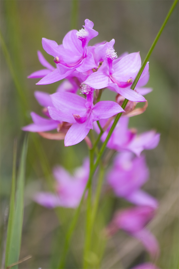 [ Grass Pink Orchid ]
